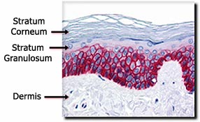 Epidermis